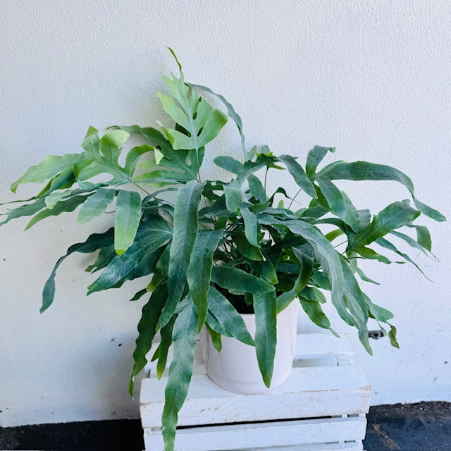 house plant gift delivery wellington florist Ngaio khandallah karori