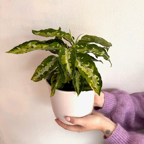 Aglaonema House Plant