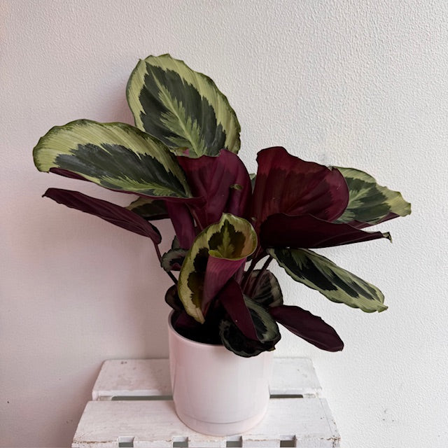 Calathea Shinestar Pot Plant