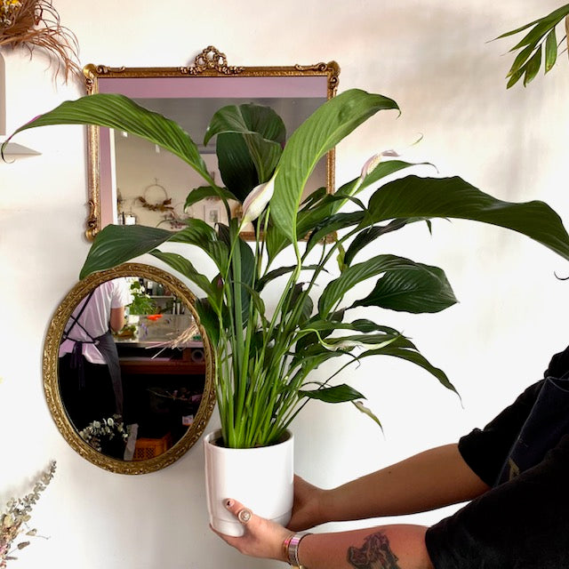 Peace Lily House Plant
