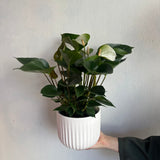 Anthurium Plant
