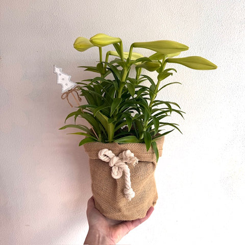 Christmas Lily Plant