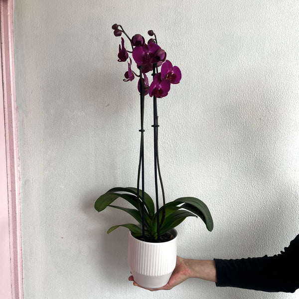 wellington florist same day delivery houseplant orchid 