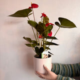 Anthurium Plant