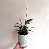 indoor pot plant, peace lily gift, gift plant wellington, same day plant delivery, wellington florist, wellington plant delivery, kilbirnie, seatoun, strathmore, strathmore park, miramar, evans bay, oriental bay, mt victoria, roseneath, mt cook, newtown, glenside, tawa, churton park, grenada north, ascot, papakowhai, paremata, plimmerton, aotea, titahi bay, whitby, petone
