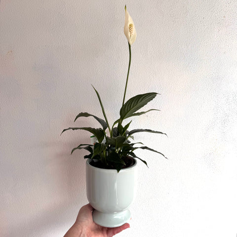 Peace Lily House Plant
