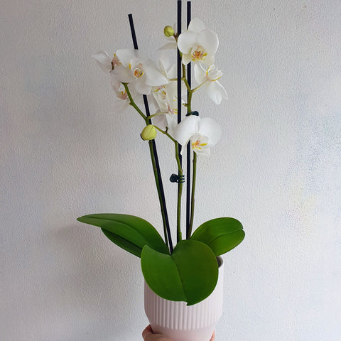 Orchid Plant