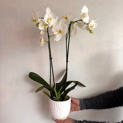 Orchid Plant