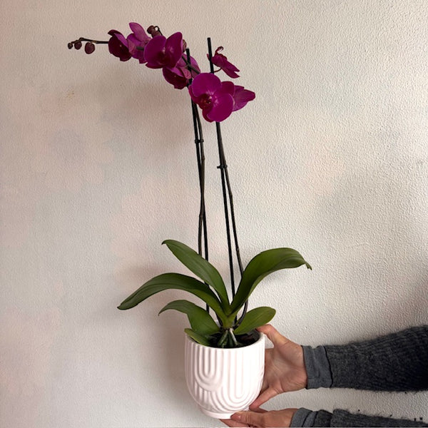 Orchid Plant - Coloured