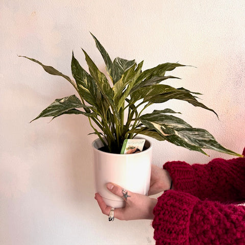Variegated Peace Lily Pot Plant