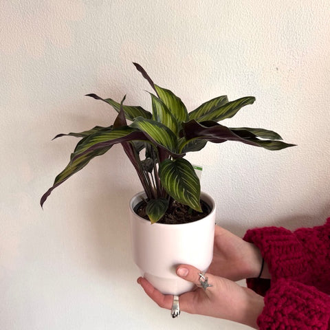 Calathea Beauty Star House Plant