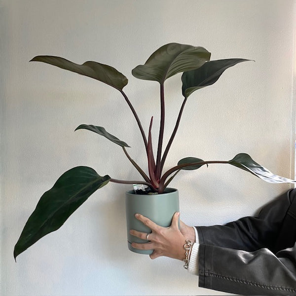 Plants Indoor Plants Delivery Wellington Juliette Florist