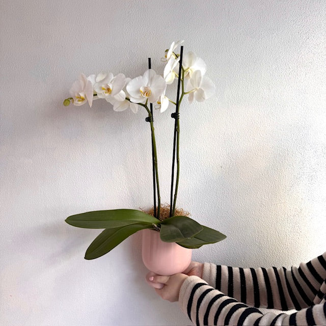 wellington te aro nz pot plant flower delivery flowers wellington delivery karori kelburn roseneath ngaio thorndon wadestown khandallah tawa