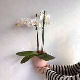 wellington te aro nz pot plant flower delivery flowers wellington delivery karori kelburn roseneath ngaio thorndon wadestown khandallah tawa