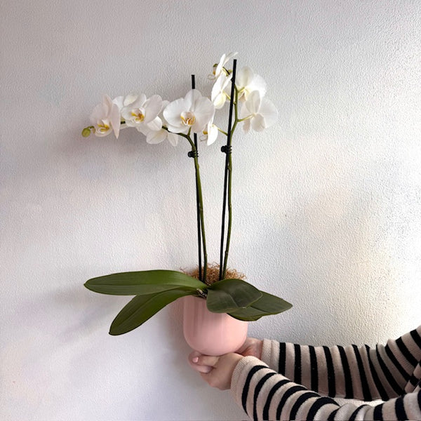 wellington te aro nz pot plant flower delivery flowers wellington delivery karori kelburn roseneath ngaio thorndon wadestown khandallah tawa