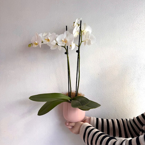 Orchid Plant