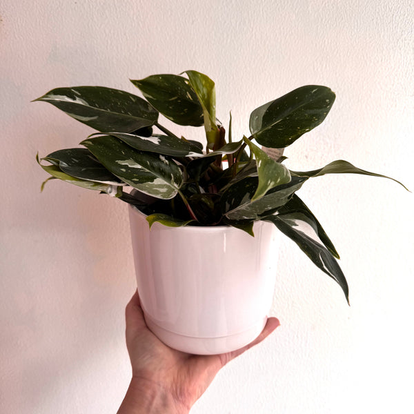 pot plant delivery wellington, same day flower delivery, pot plant gift wellington CBD, florist wellington, mornington, highbury, northland, wilton, karori, kelburn, wadestown, crofton downs, ngaio, paparangi, thorndon, woodridge, newlands, island bay, owhiro bay, houghton bay, karaka bay