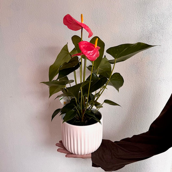 wellington flower delivery same day lower hutt te aro karori kelburn