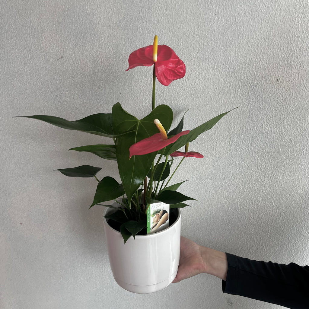 houseplant delivery wellington florist northland karori wilton