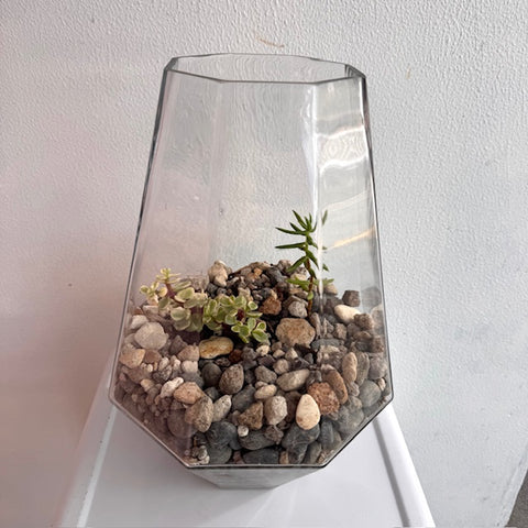 Large Succulent Terrarium