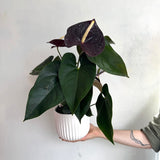 Anthurium Plant
