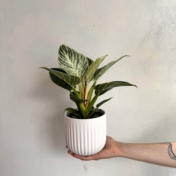 Philodendron Pot Plant