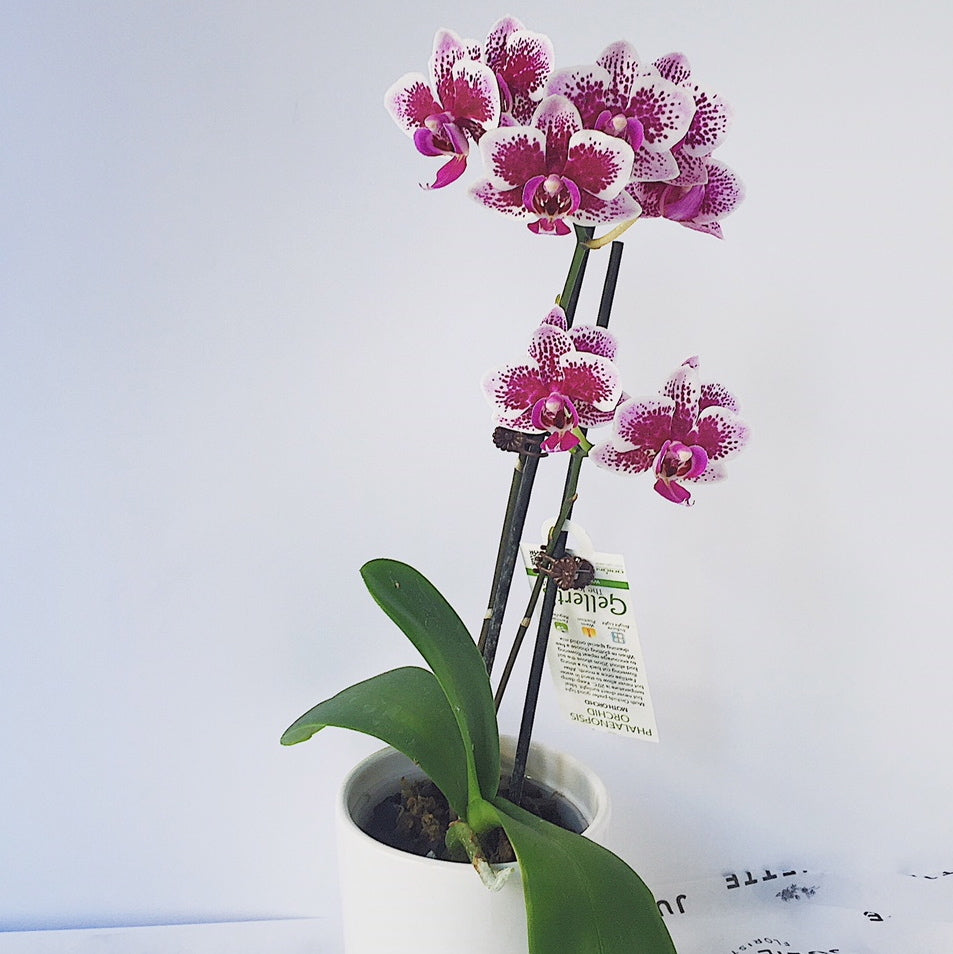 plant, orchid plant, hospital, gift