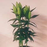 Christmas Lily Plant